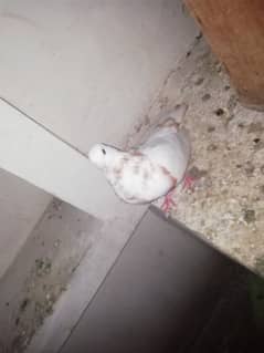 Lucky Kabootar white for sale in multer 3 Kabootar 1 baby sale