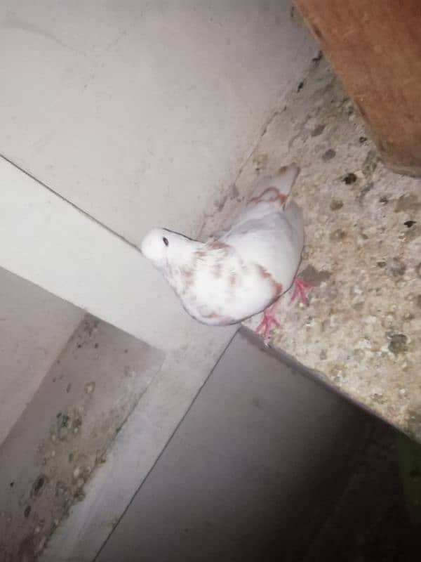 Lucky Kabootar white for sale in multer 3 Kabootar 1 baby sale 0