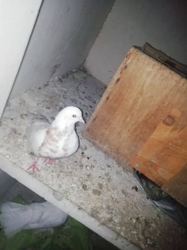 Lucky Kabootar white for sale in multer 3 Kabootar 1 baby sale 1