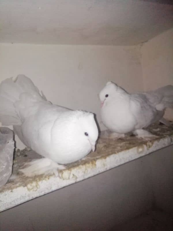 Lucky Kabootar white for sale in multer 3 Kabootar 1 baby sale 2