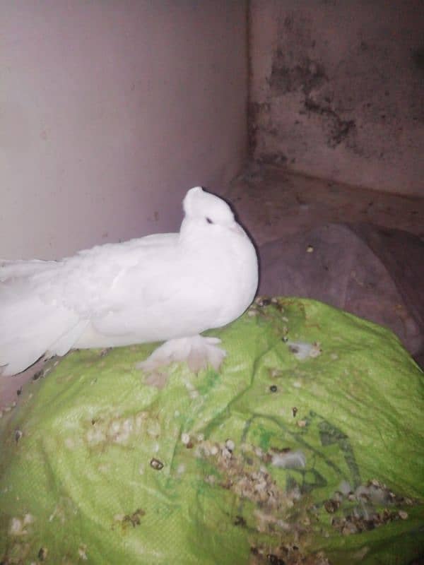 Lucky Kabootar white for sale in multer 3 Kabootar 1 baby sale 3