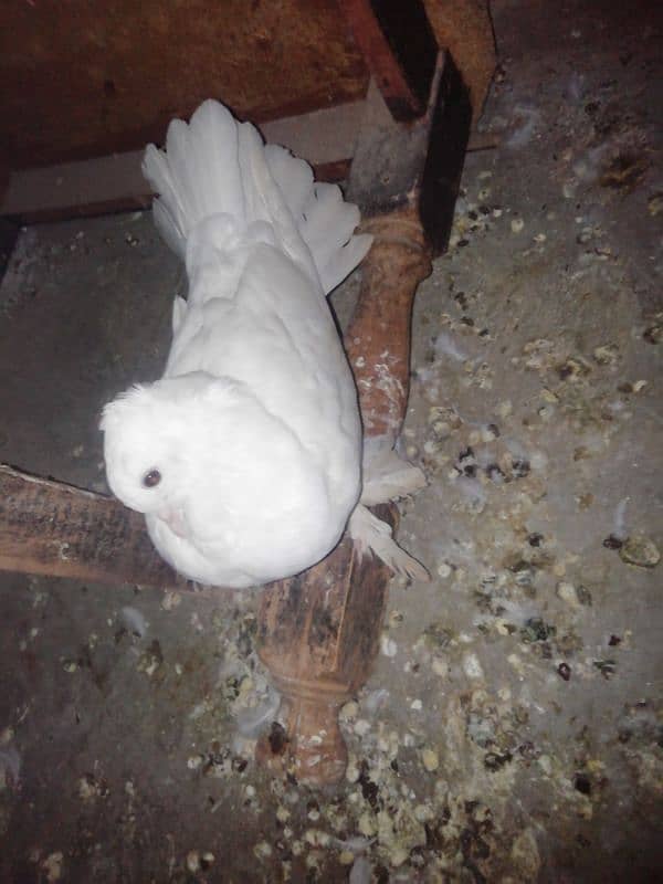 Lucky Kabootar white for sale in multer 3 Kabootar 1 baby sale 4