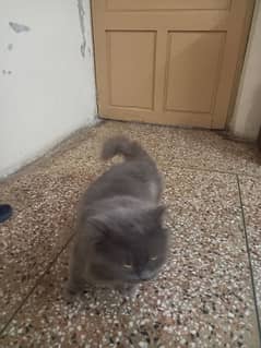 persion cat for sale