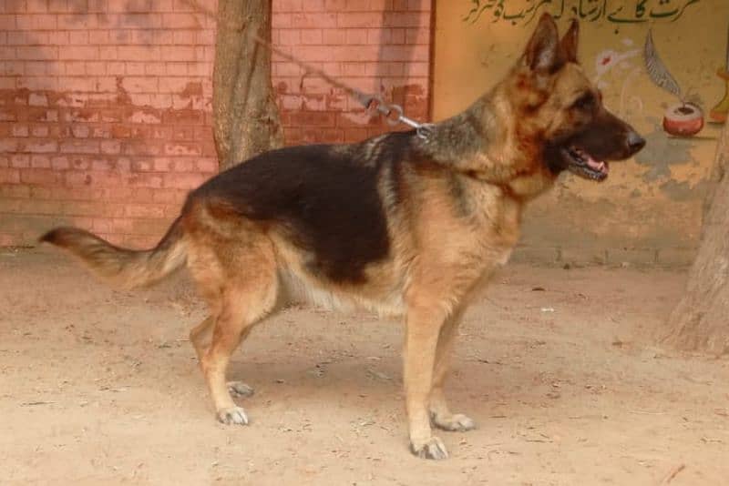 gsd female German shepherd female 0