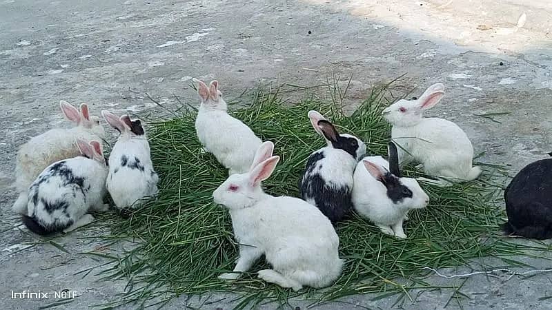 Rabbits for sale 1