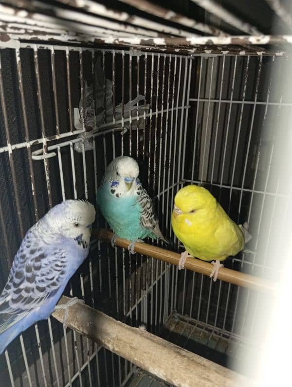 African parrots 2 pairs with cage 0