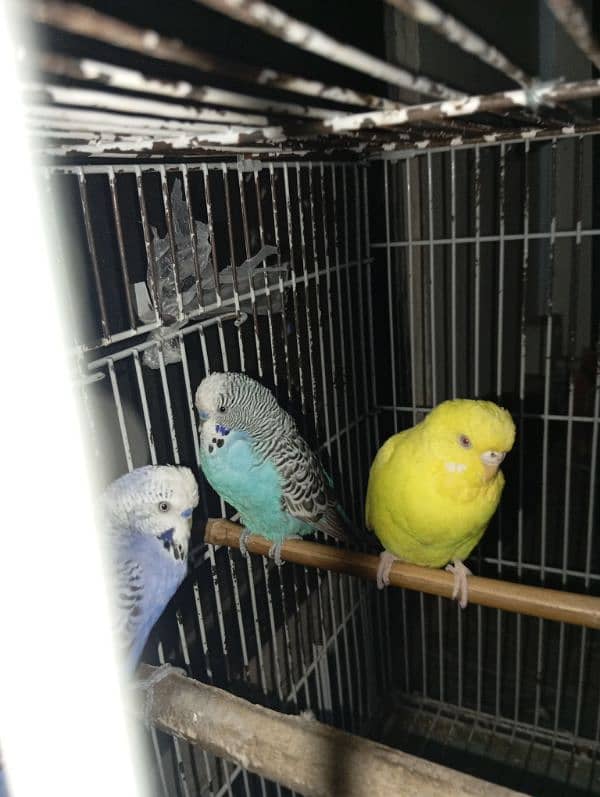 African parrots 2 pairs with cage 1