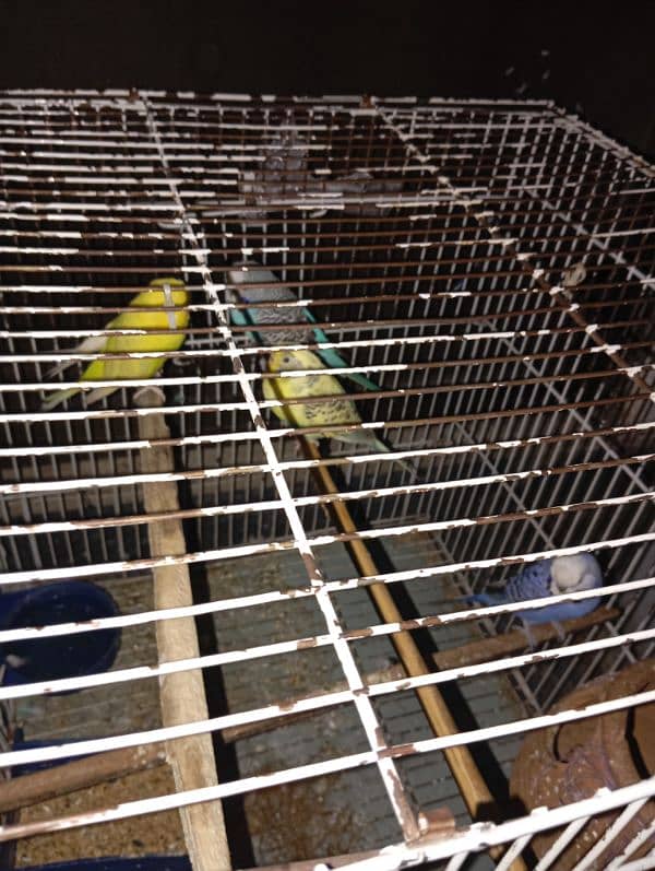 African parrots 2 pairs with cage 5