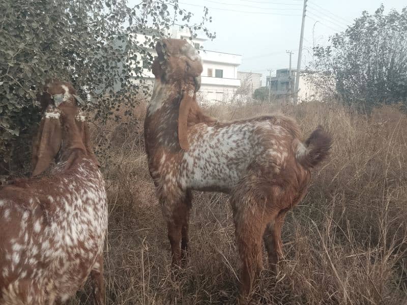 Breeder Bakra for sale 0