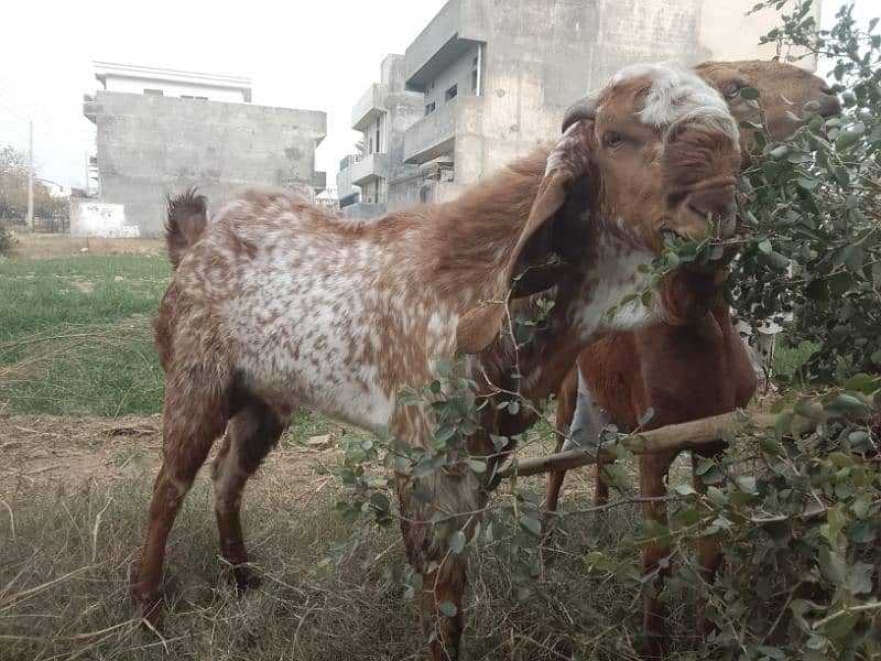 Breeder Bakra for sale 1