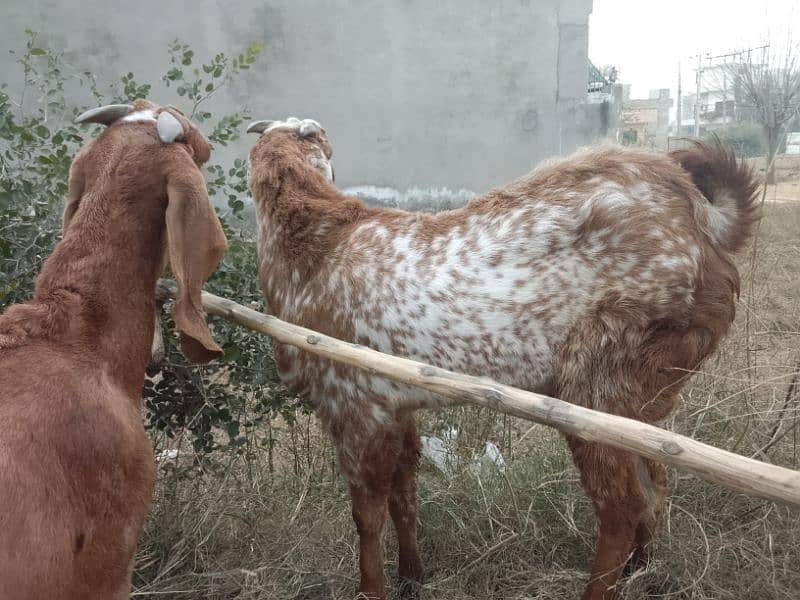 Breeder Bakra for sale 2