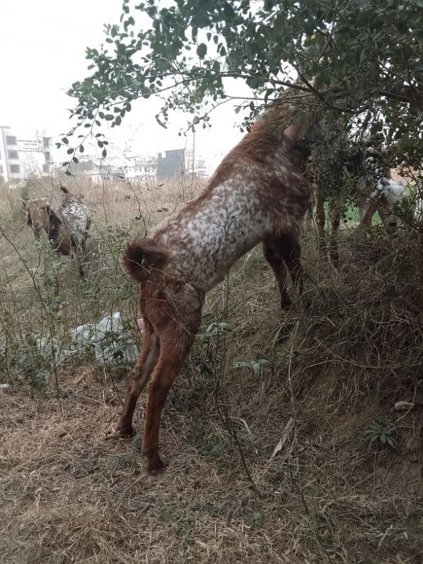 Breeder Bakra for sale 3