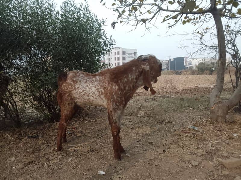 Breeder Bakra for sale 4