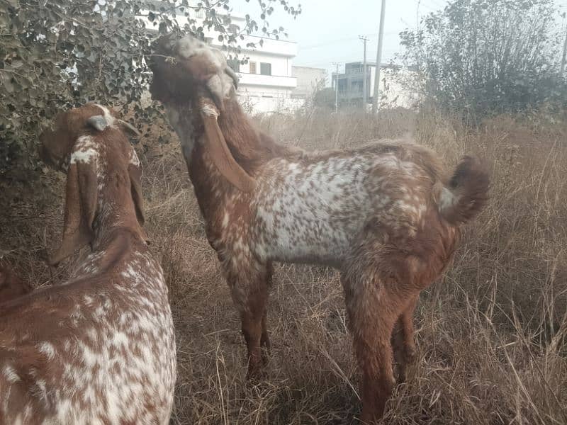 Breeder Bakra for sale 5