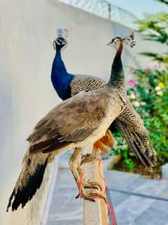 Peacocks Pair