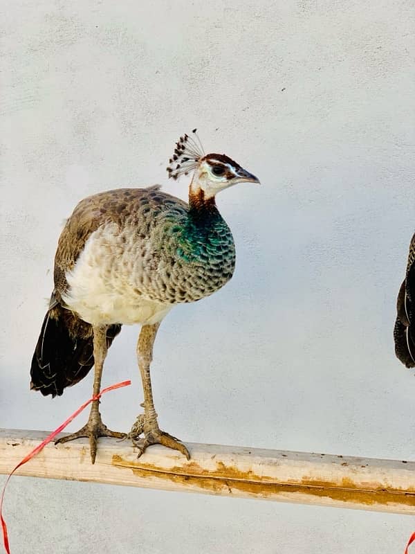 Peacocks Pair 2