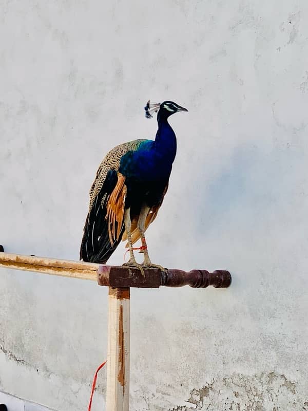 Peacocks Pair 3