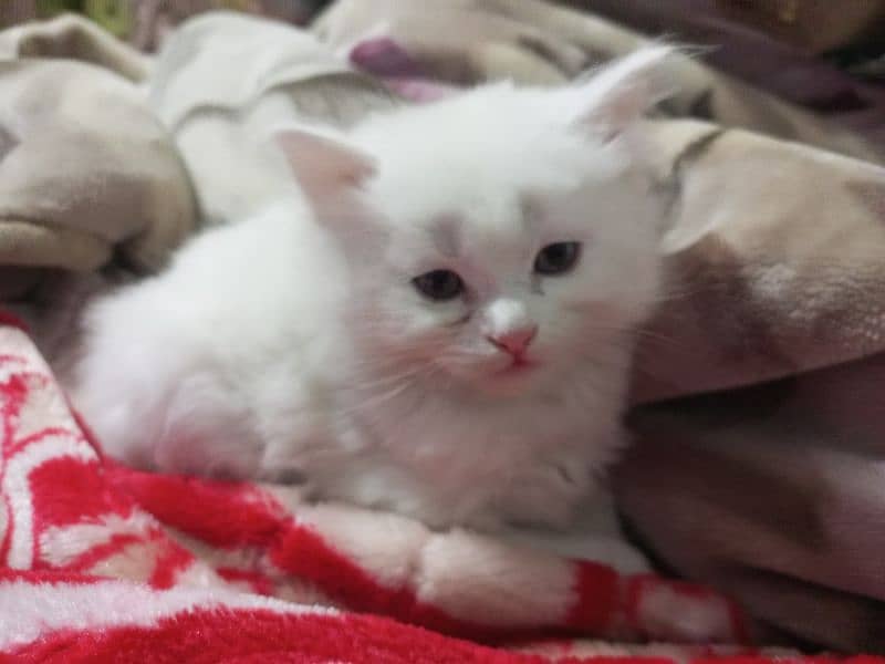 persian semi punch kittens  triple coated different prices 4