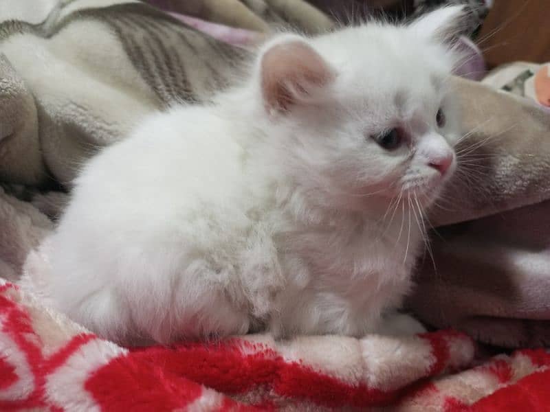 persian semi punch kittens  triple coated different prices 5