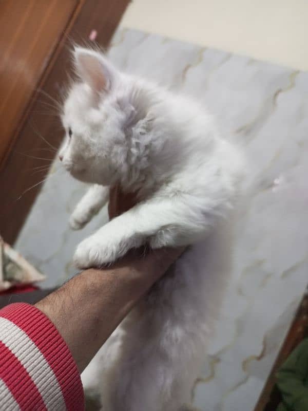 persian semi punch kittens  triple coated different prices 6