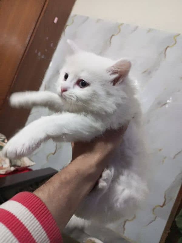 persian semi punch kittens  triple coated different prices 8