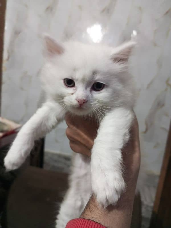 persian semi punch kittens  triple coated different prices 12