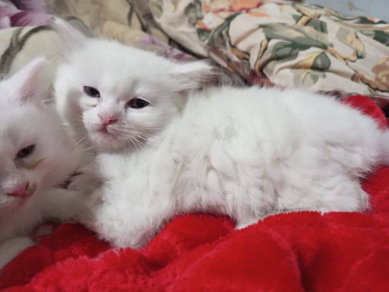 persian semi punch kittens  triple coated different prices 2