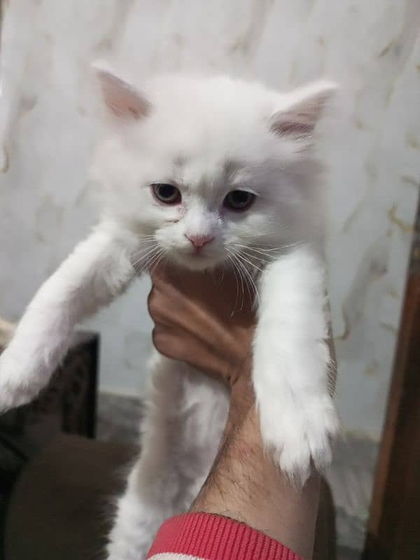 persian semi punch kittens  triple coated different prices 14