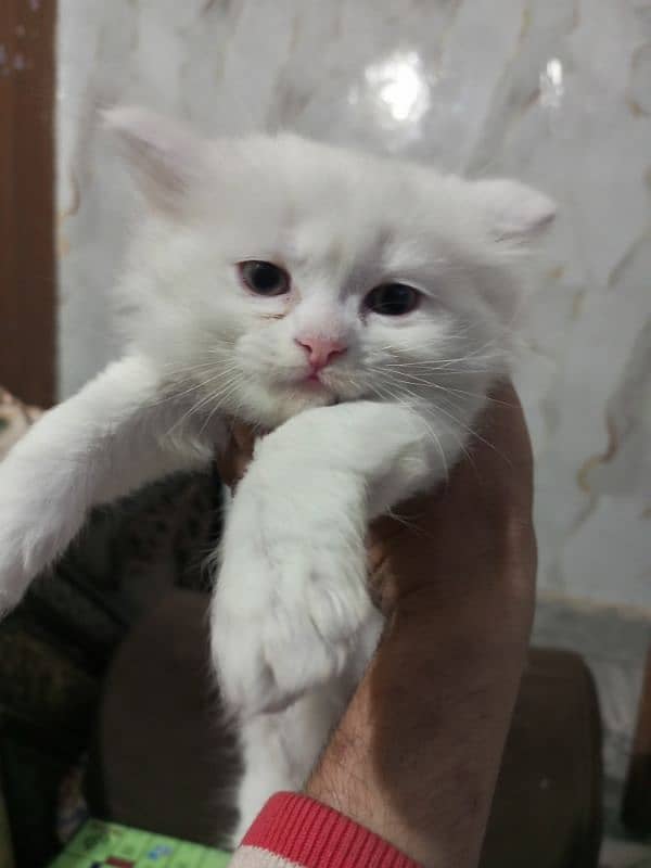 persian semi punch kittens  triple coated different prices 13