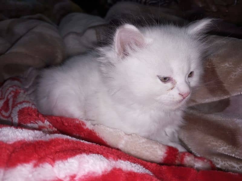 persian semi punch kittens  triple coated different prices 7