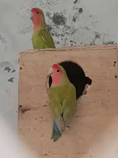 Peach Face Lovebirds Breeder Pair Available For Sale