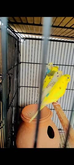 2 pair adult budgies