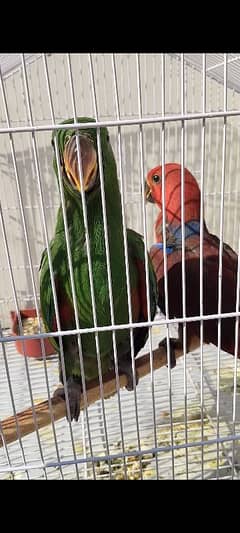 eclectus chickx pair