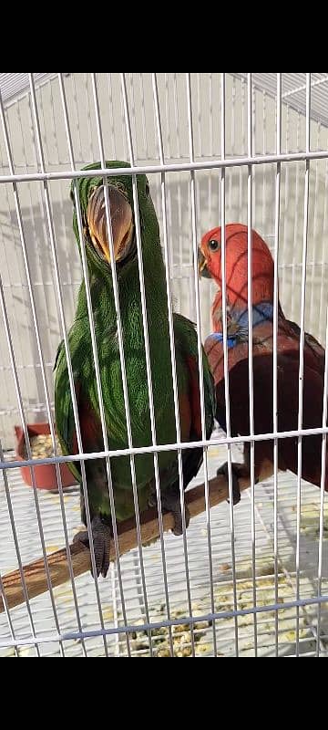 eclectus chickx pair 0