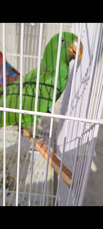 eclectus chickx pair 1