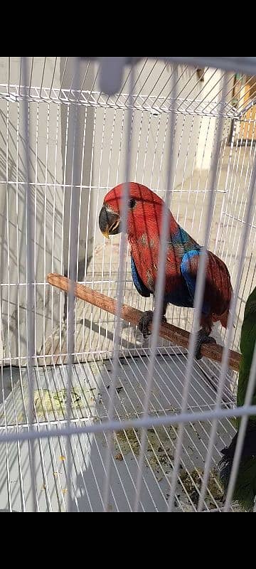 eclectus chickx pair 2