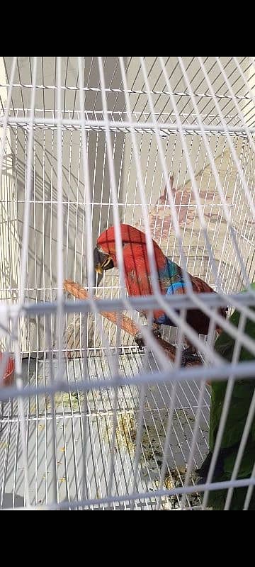 eclectus chickx pair 3