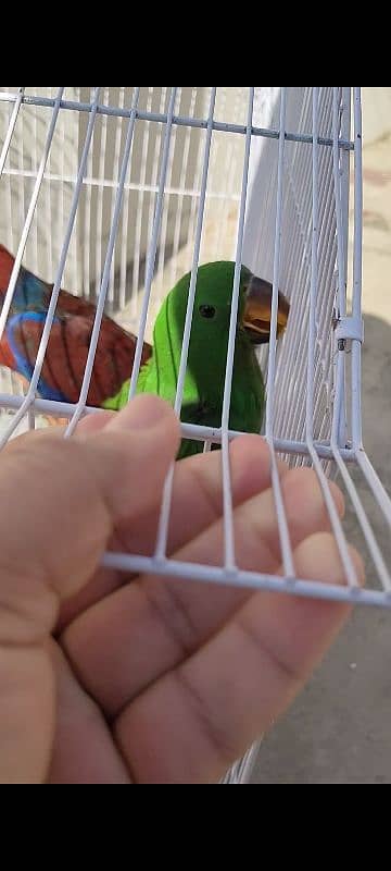 eclectus chickx pair 4