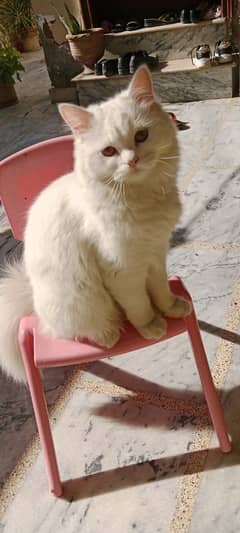 white persian cat