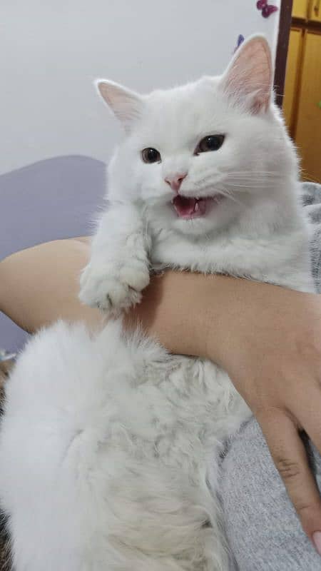 white persian cat 2