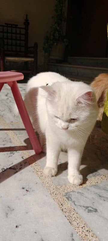 white persian cat 3