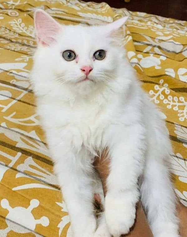 Persian cat vaccination clear for urgent sale 0348=4580=261 0