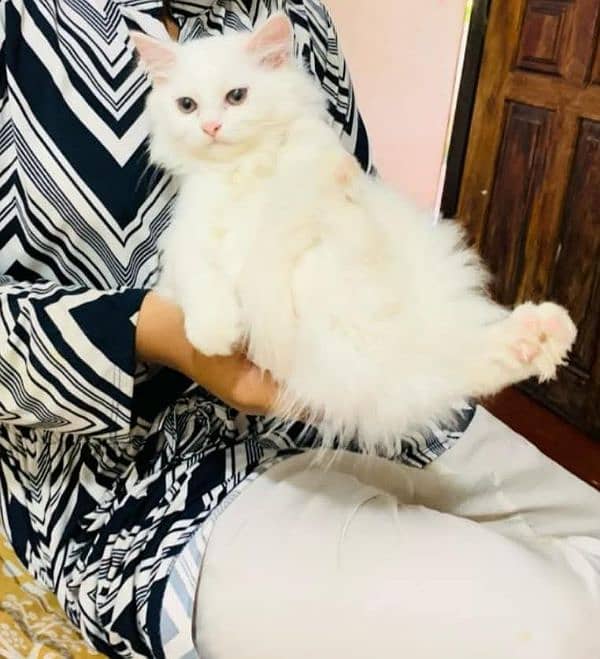 Persian cat vaccination clear for urgent sale 0348=4580=261 1