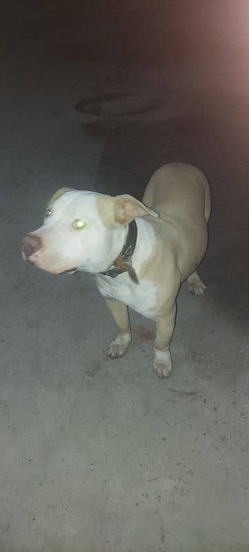 American pitbull 5