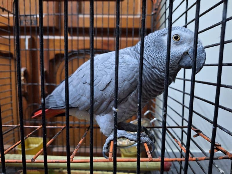 African Grey Breeder Female 1