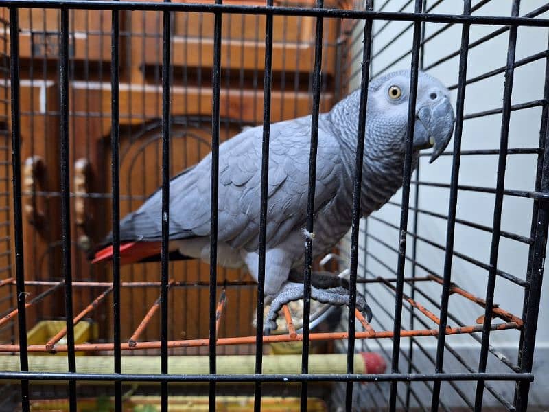 African Grey Breeder Female 2