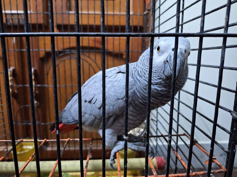 African Grey Breeder Female 3