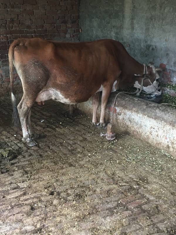 jarsi cow for sale 4 wara dlewar 15 din baki 3