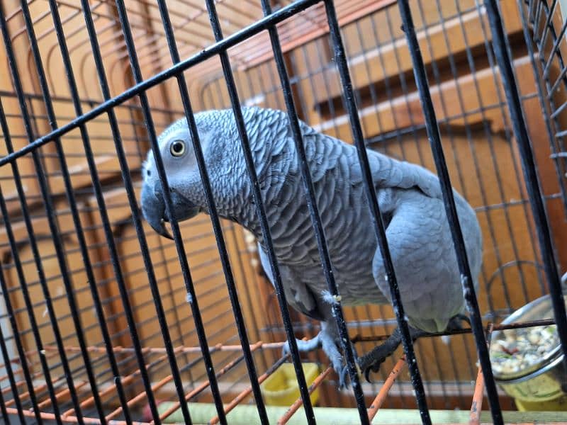 African Grey Breeder Female 0