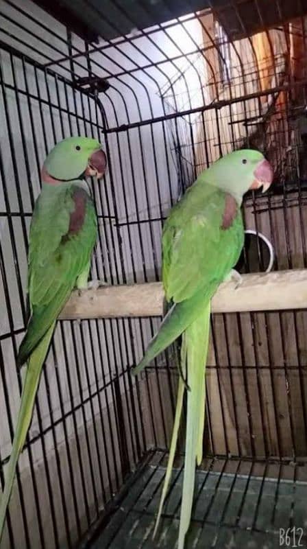 Green,yellow, white ring neck and raw  for sale(03295811855 WhatsApp) 3